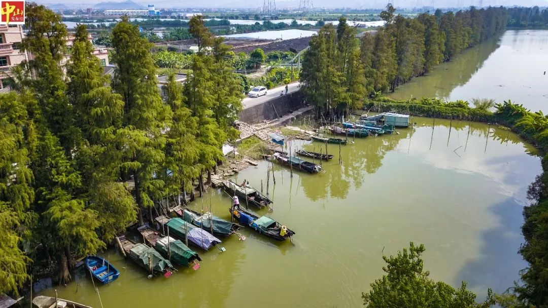 白鹭红树林绿道中山这个湿地公园正加快建设