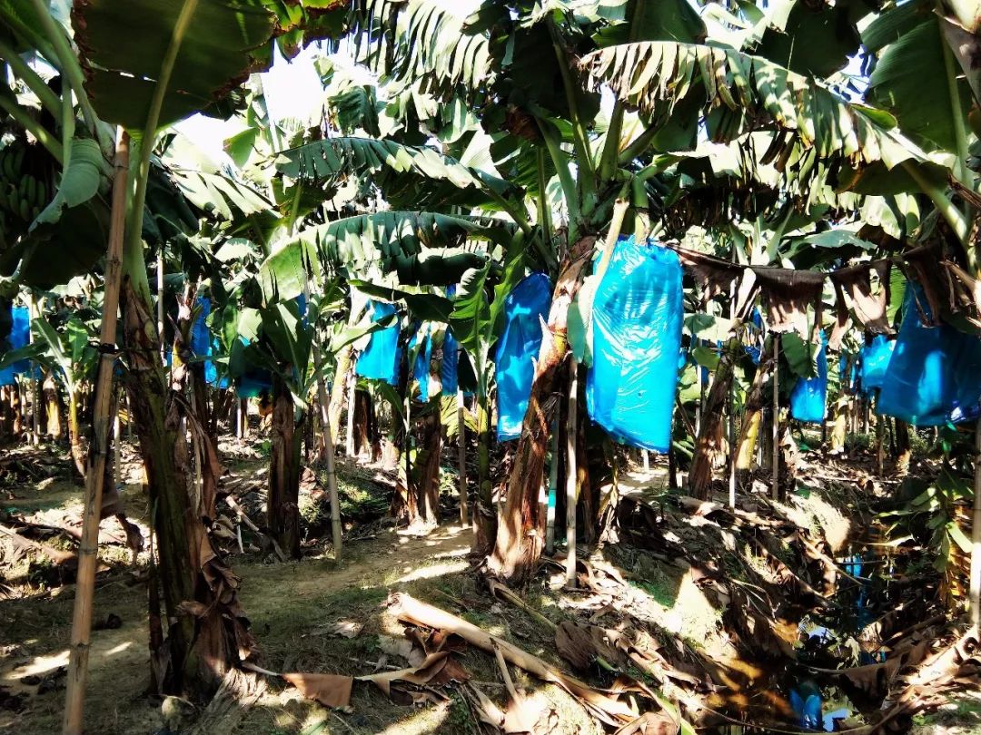 这里土地连片,土地肥沃,水源充足,就在这里租了50多亩土地种植香蕉