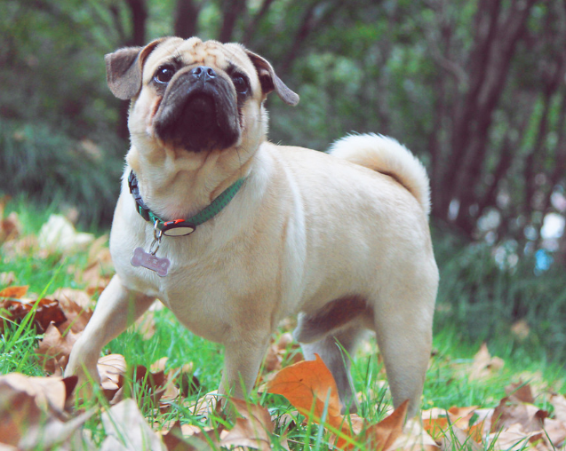 这些巴哥犬的性格特点有没有你家的呢