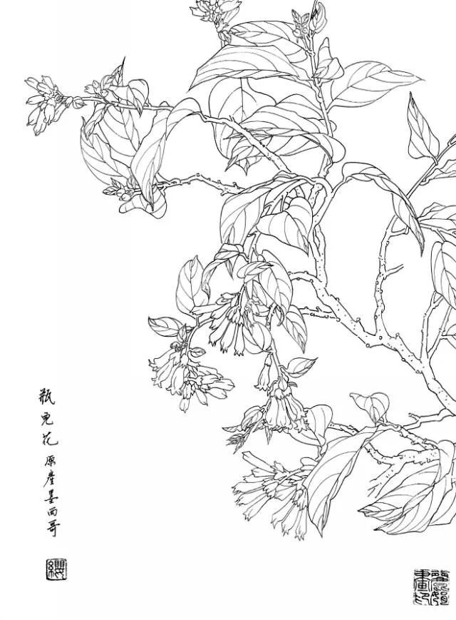 白描花卉寫生範本:百花譜_線條