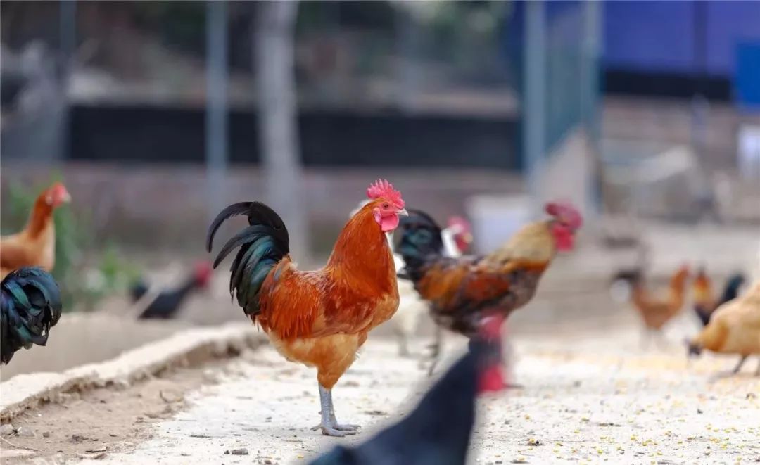 中游,东安鸡加工企业已达5家,自动化生产线10条,带动了餐饮,养殖,深