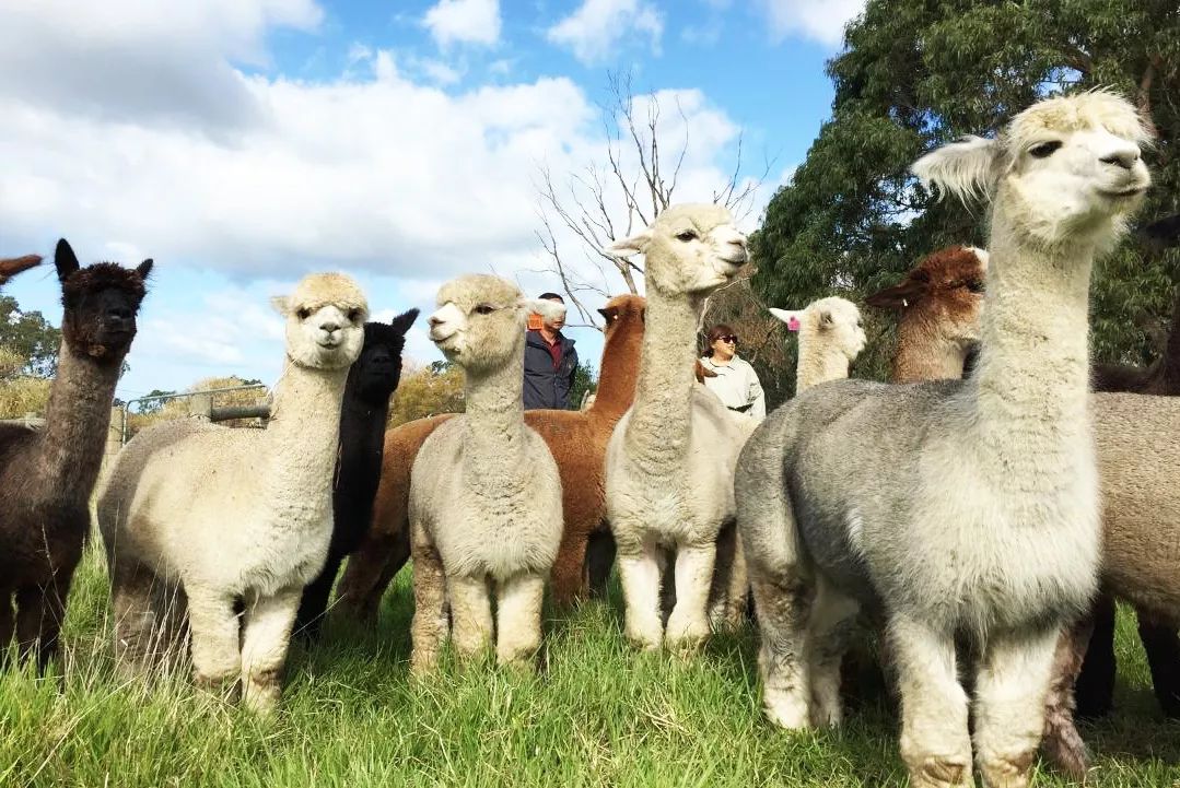 一路向南朝圣南澳州绝美治愈系奇境