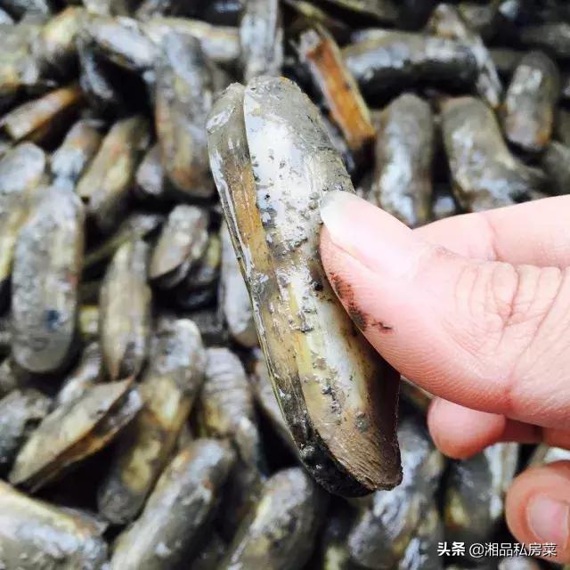 蛏子的两片外壳是长方形,中间夹着肉体,生活在沿海潮间带的泥沙中