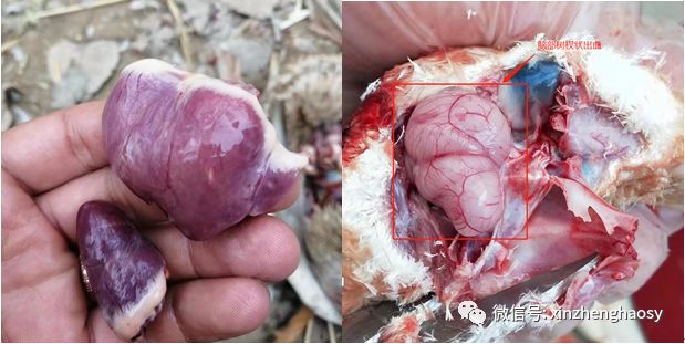 蛋鸭:解剖主要病变可见卵巢发育不良,卵泡变性,变形,坏死或液化,卵泡