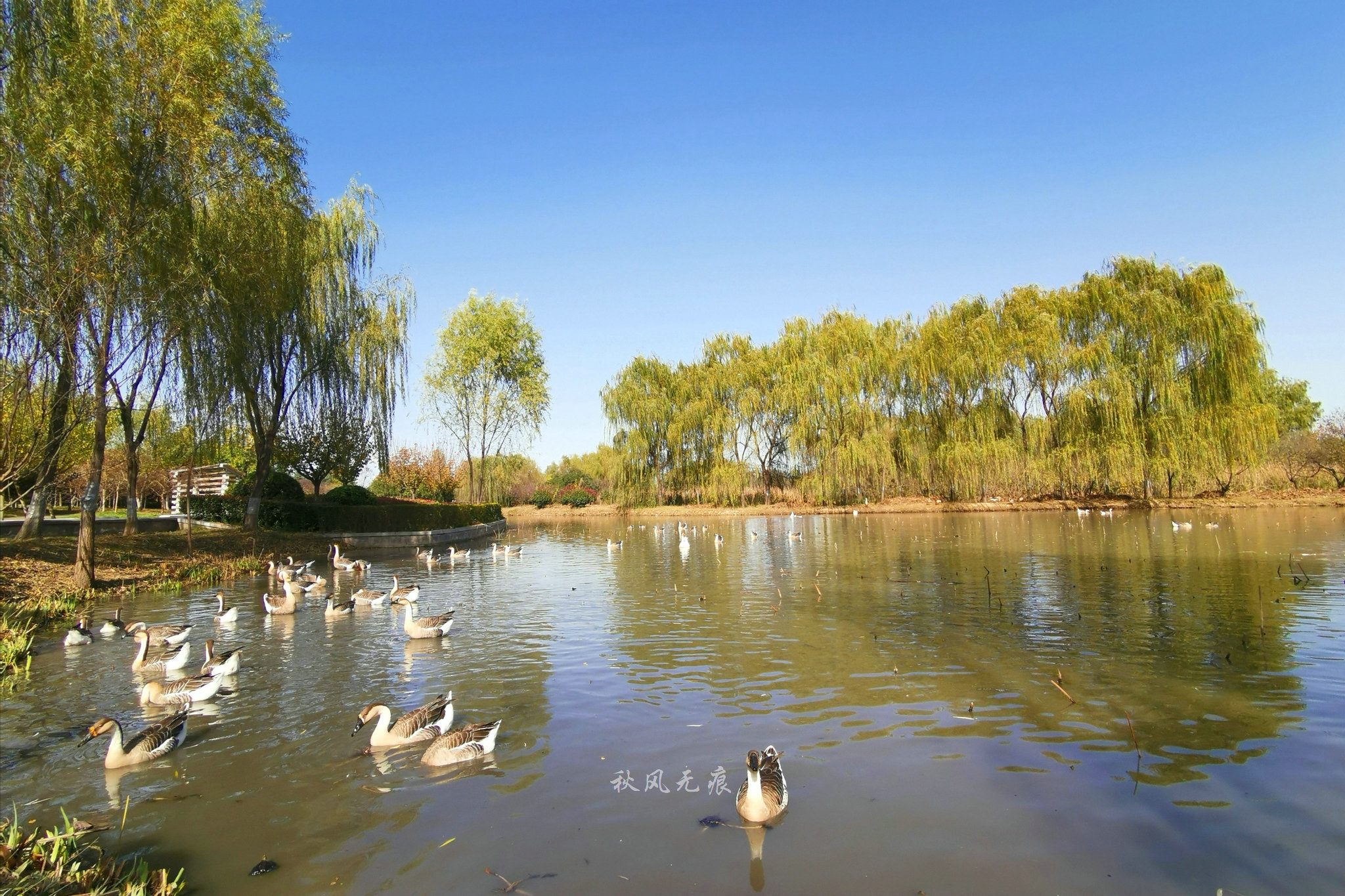 金色银杏,碧蓝湖水,浐灞湿地公园初冬秋色依然迷人