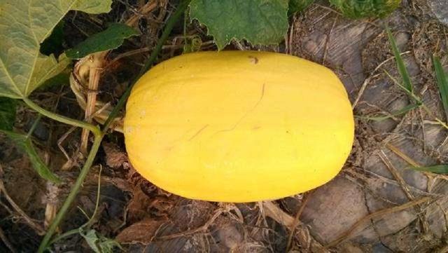 原创有一种金黄色瓜营养丰富又好吃可很多人没见过