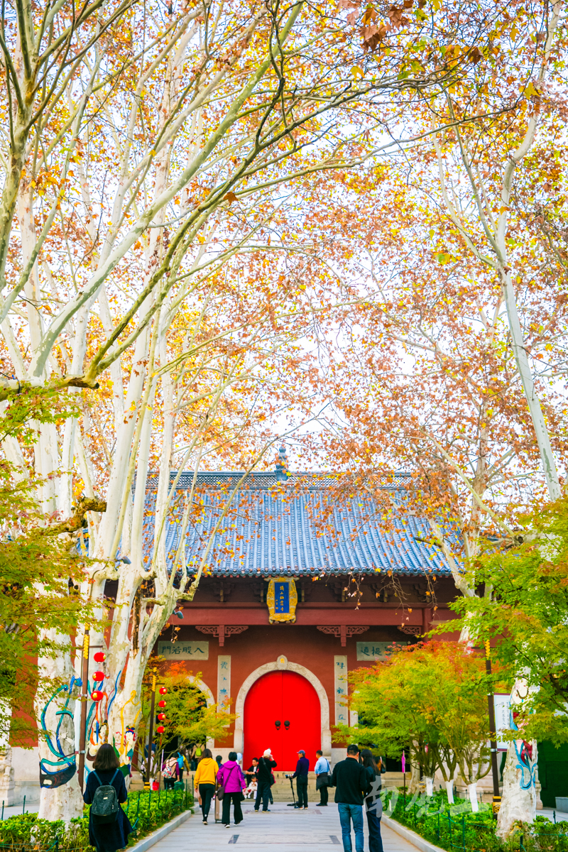 四大赏枫地，秋风起，南京变金陵