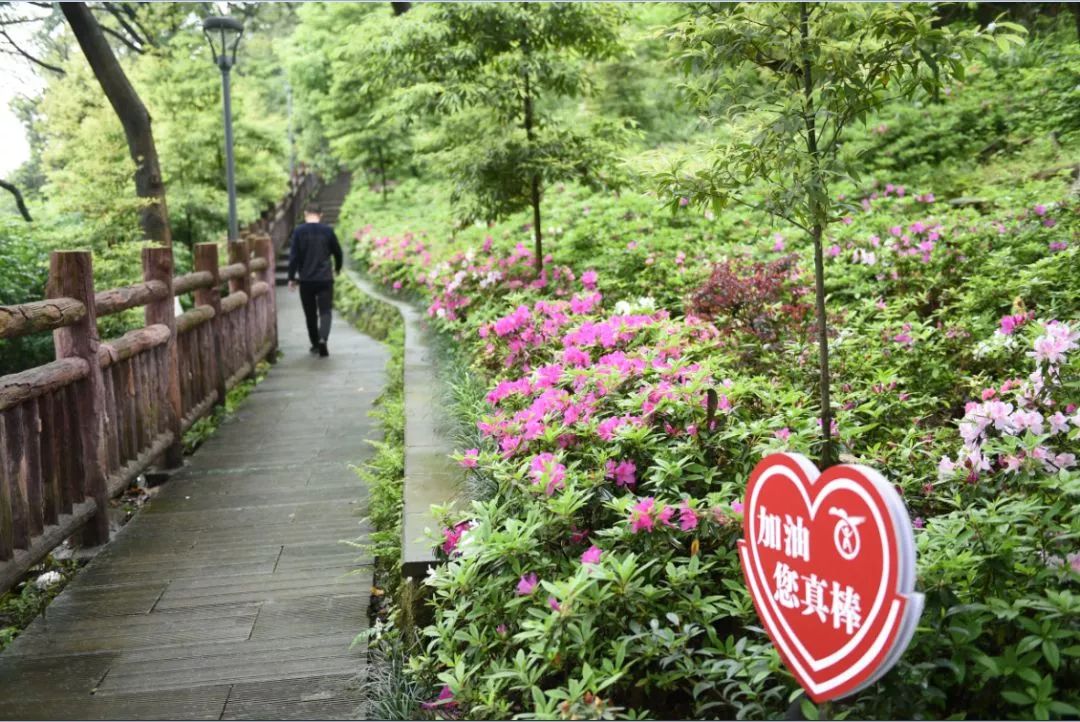 半山崖線步道主要串聯了渝中區和沙坪壩區的虎頭巖公園,佛圖關公園