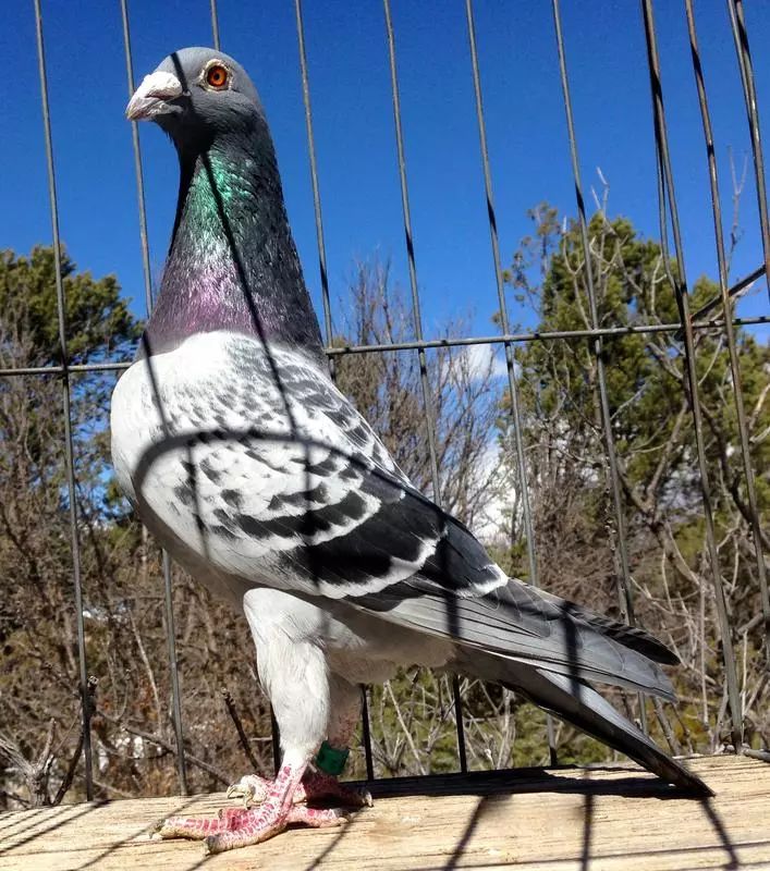 【图】"中距离"快速鸽的特点!_鸽子