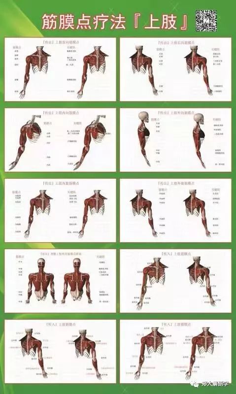 【课程同步诊疗挂图】筋膜点疗法/神经点疗法