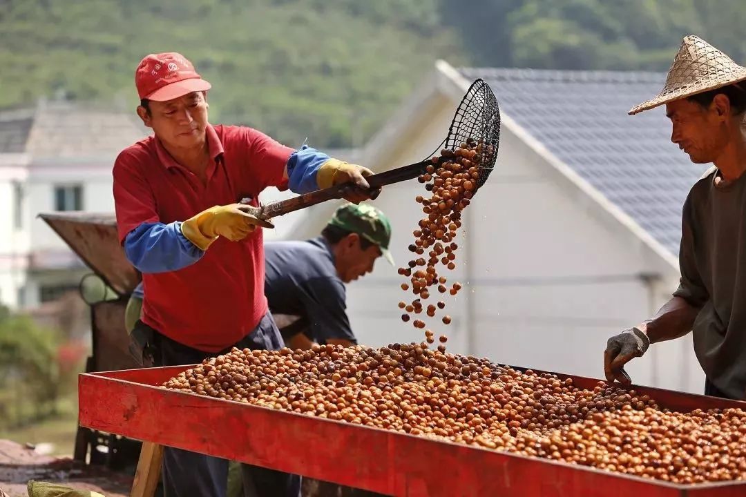 围绕五大攻坚战加快推进宁国山核桃产业转型升级