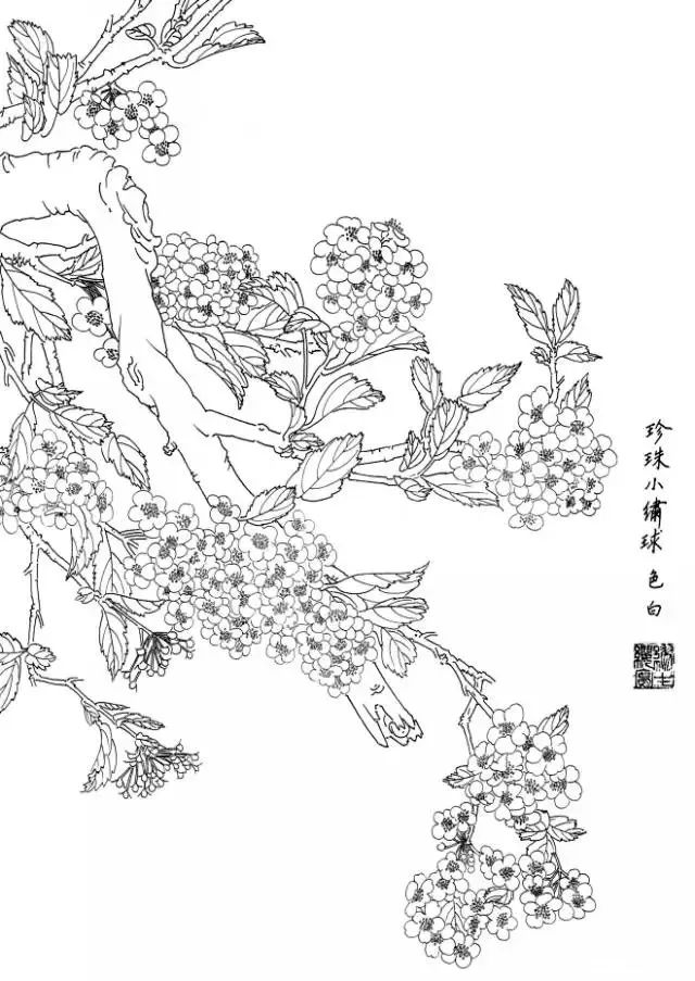 白描花卉寫生範本:百花譜_線條