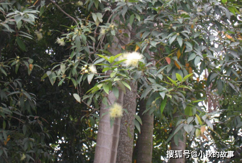 农村老一辈把它当柴烧,现在却是千金难买的珍贵木料_檀树