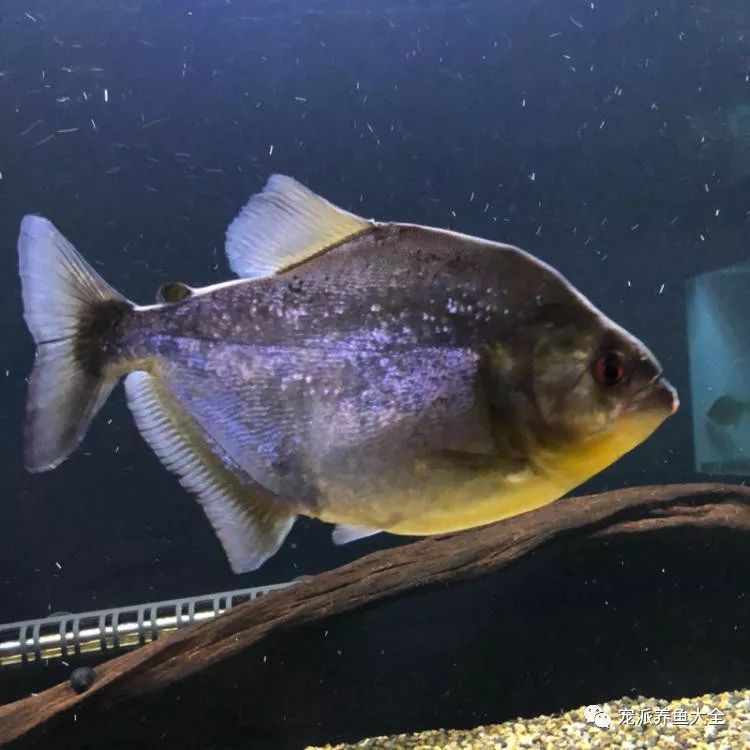 每日一鱼瓜马紫罗兰黑食体色看起来是神秘紫