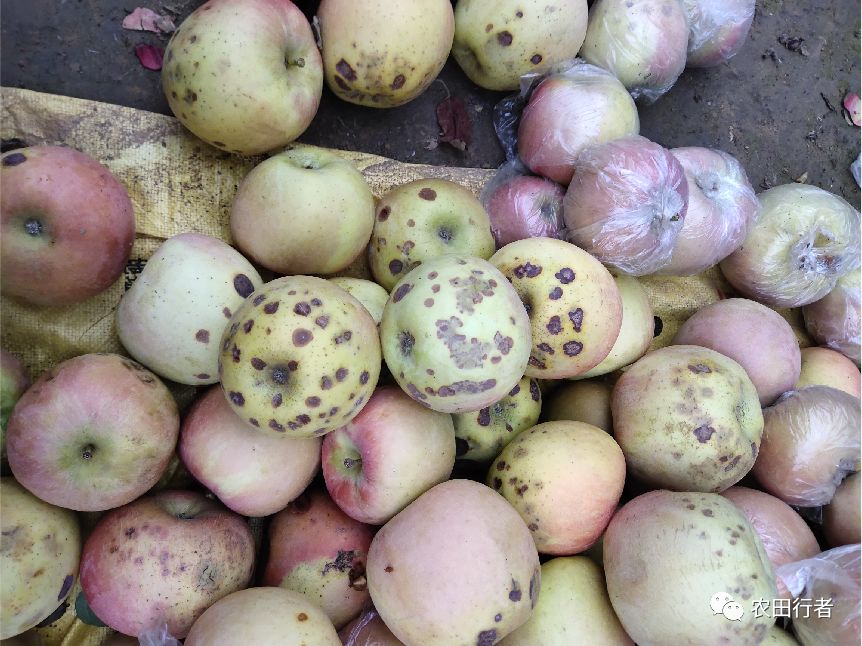 果实外表好看不好看,幼果时期管理很重要._农药