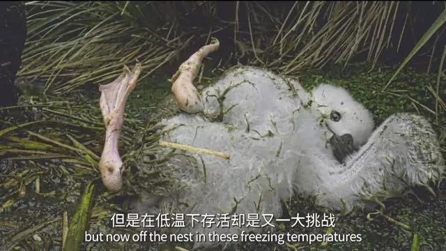 8,bbc神级纪录片又来了!_海豹