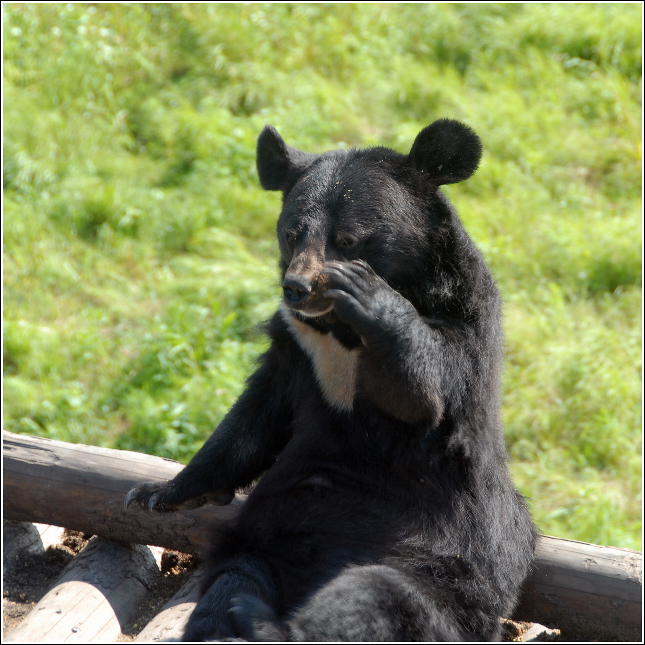 黑瞎子岛今昔(下)-大秦号