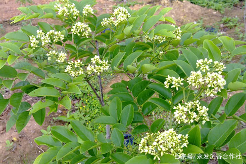 黄花梨树的种类有哪些 海南