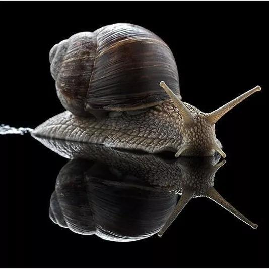 远古时期的蜗牛长这样萌炸了