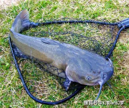 曾入侵长江的美国巨型鱼,如今过得怎么样?鱼:真的怕了,想回家