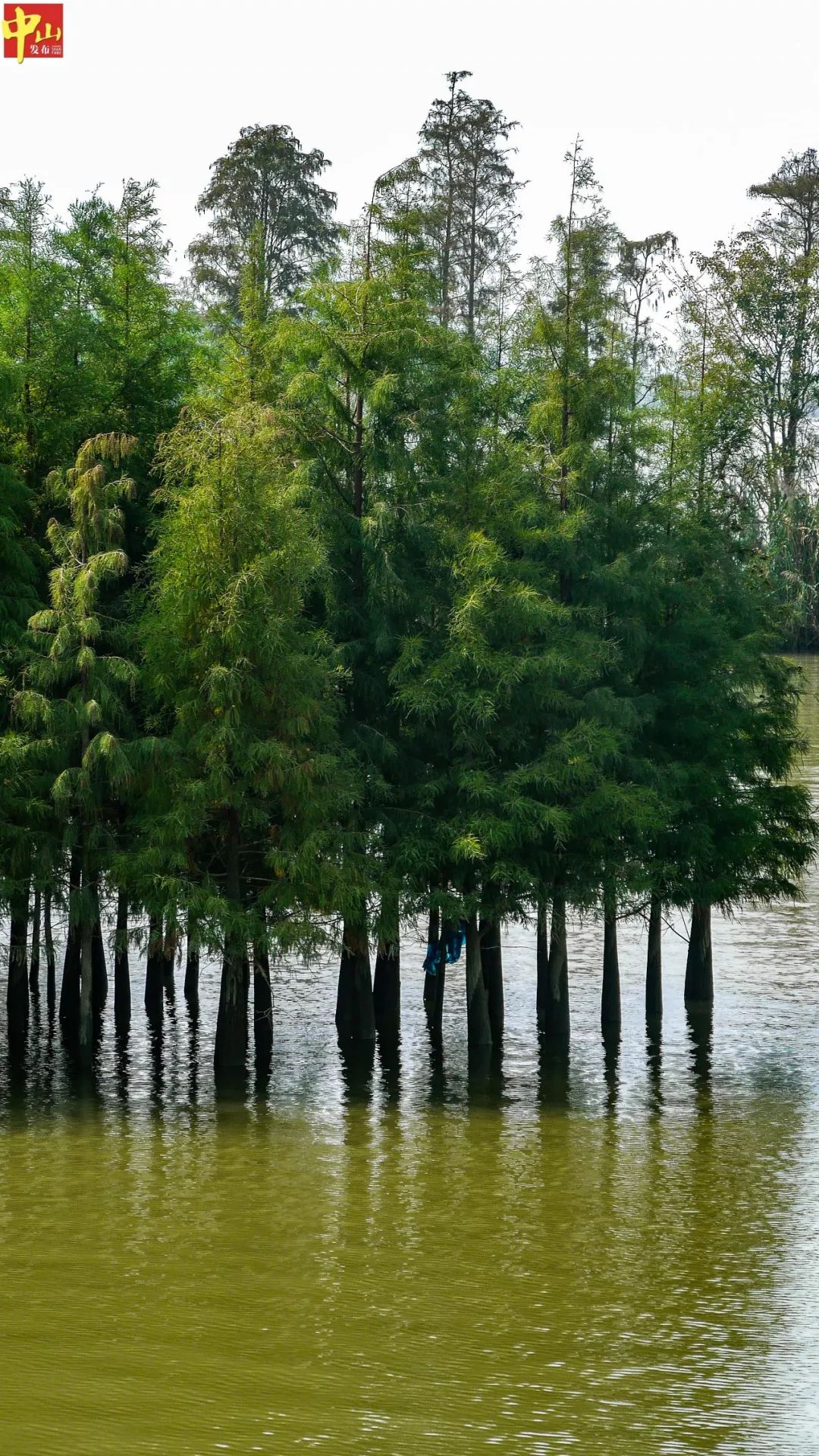 中山湿地公园哪里最美图片