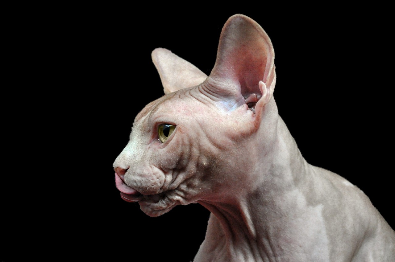 猫界的暗精灵斯芬克斯无毛猫