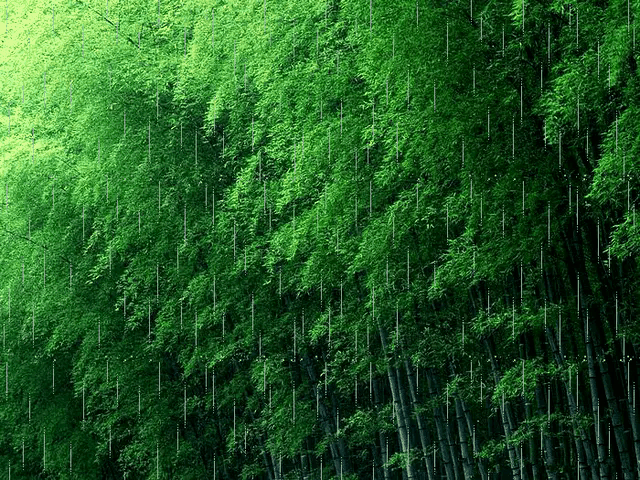 高清动态竹子壁纸大全图片