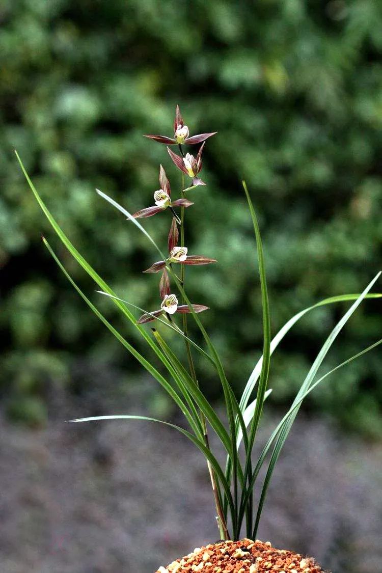 一盆寒兰居然有小脾气这次连台长也大开眼界一定得掌控它