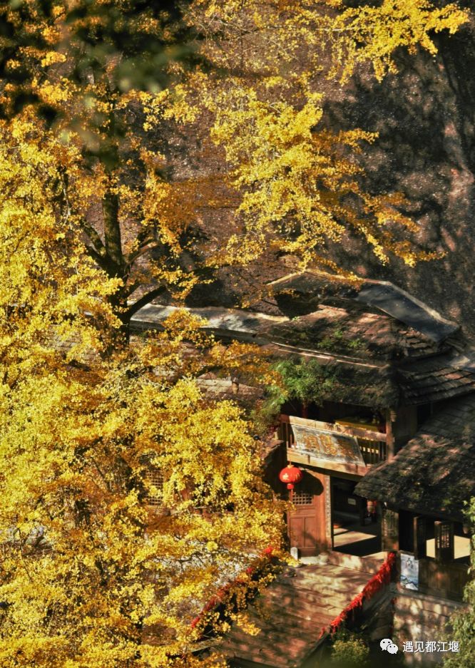 1800年,成都最古老的银杏树就在青城山!