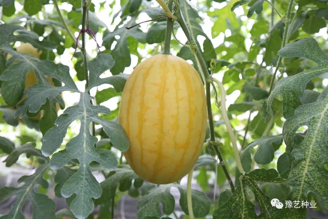 金童玉女瓜之宝符合农业供给侧改革的特色品种