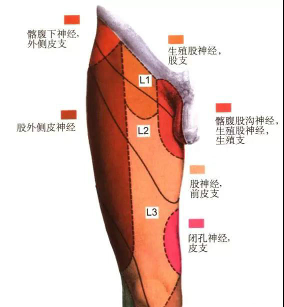 體表神經解剖股神經詳解