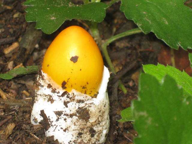 要将鸡蛋菌清理干净,然后进行切片晒干,因为鸡蛋菌的菌朵是比较大的