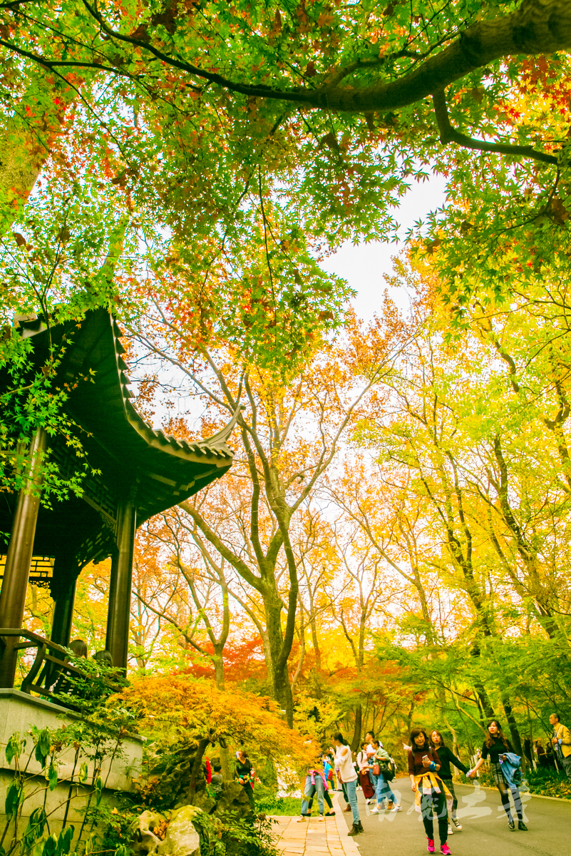 四大赏枫地，秋风起，南京变金陵