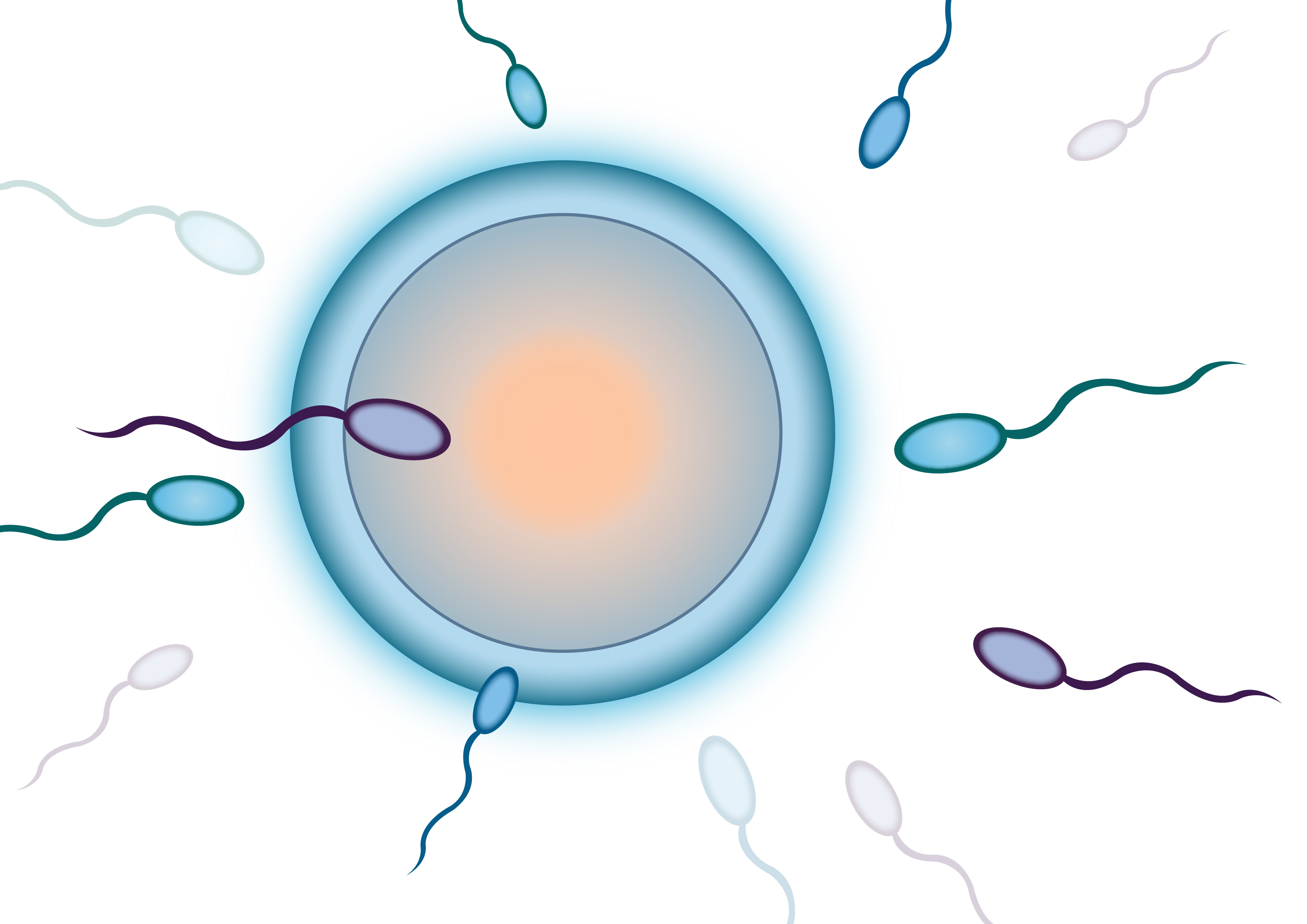 输精管堵塞后精子没有排出都去哪里了呢?_睾丸