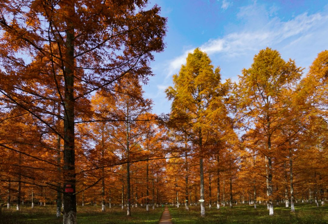 利川的水杉又红啦美得不要不要滴