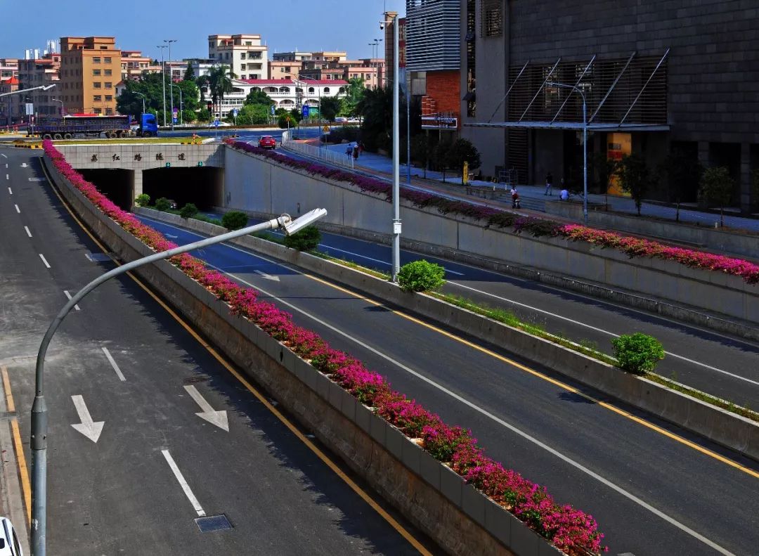 红棉大道在南方一般每年10月至翌年6月份开放花期较长,花多且美丽 