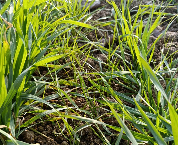 小麦田多花黑麦草用什么药防除因地制宜选用唑啉草酯等药