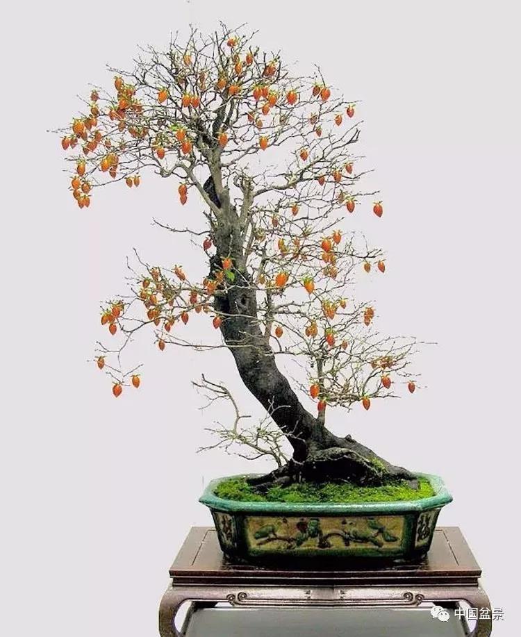老鸦柿盆景欣赏与养护