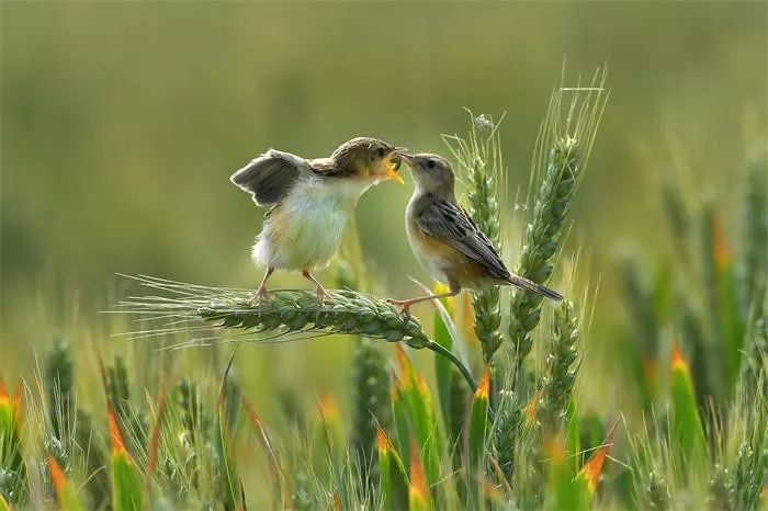 第九届(ipa)国际摄影艺术展获奖作品欣赏--动植物组