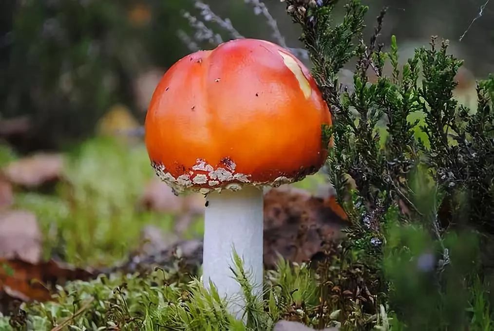 這些野生蘑菇毒性很強,不能隨便吃!_有毒