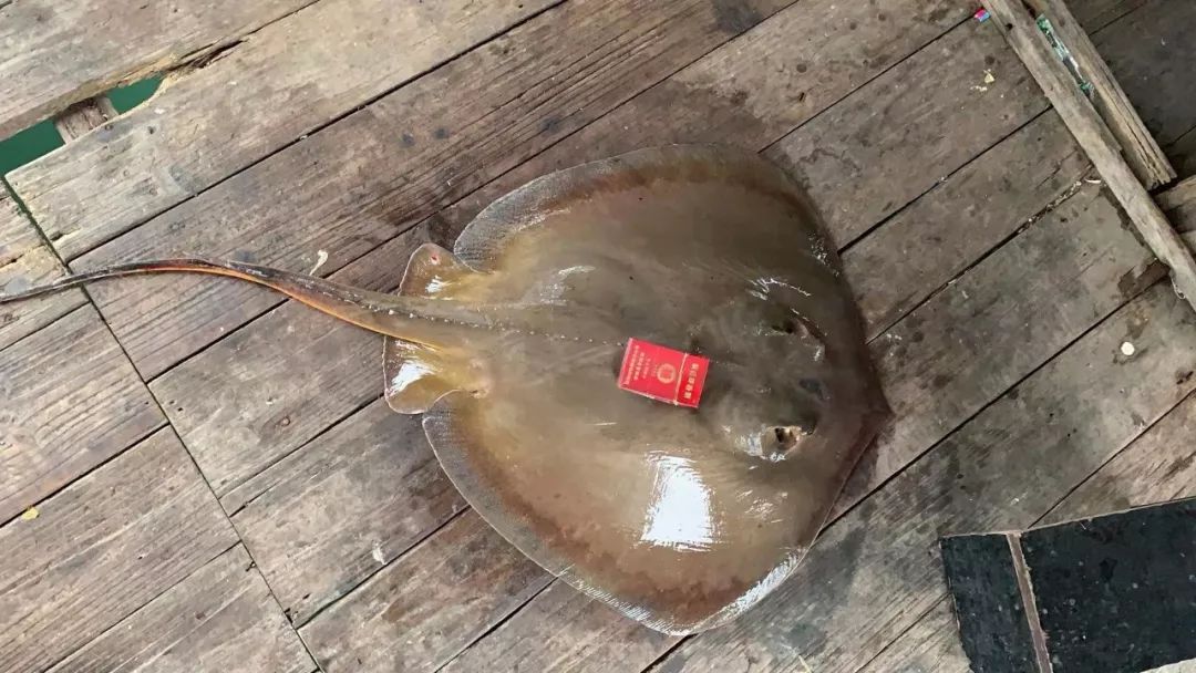 两个钓友"红木山"钓条魔鬼鱼,抄网竟然装不下!_蒲鱼