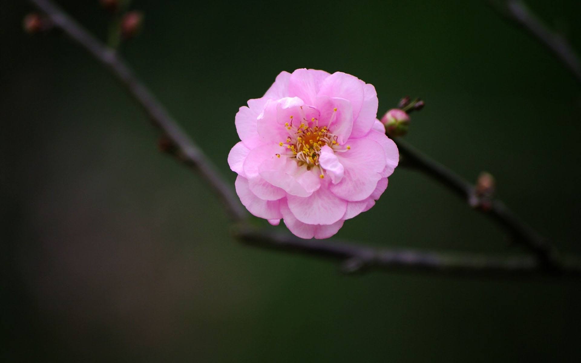 梅花是描写冬天的诗句吗(描写冬天梅花的诗句有哪些),东兴派出所告诉