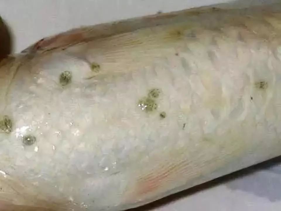 淡水鱼生寄生虫图片