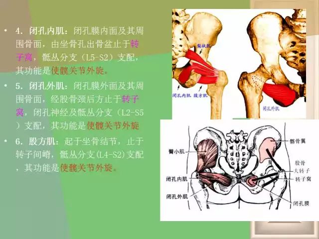 骨盆解剖ppt图片