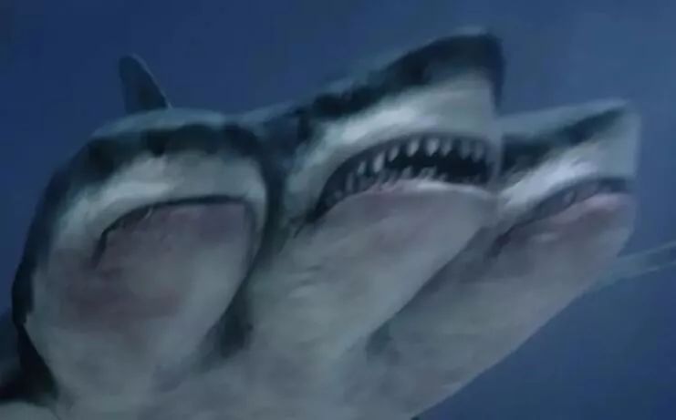夺命八头鲨的图片图片