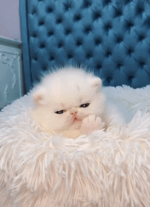 小奶猫吃爪爪小模样可爱至极网友血槽已空萌翻了