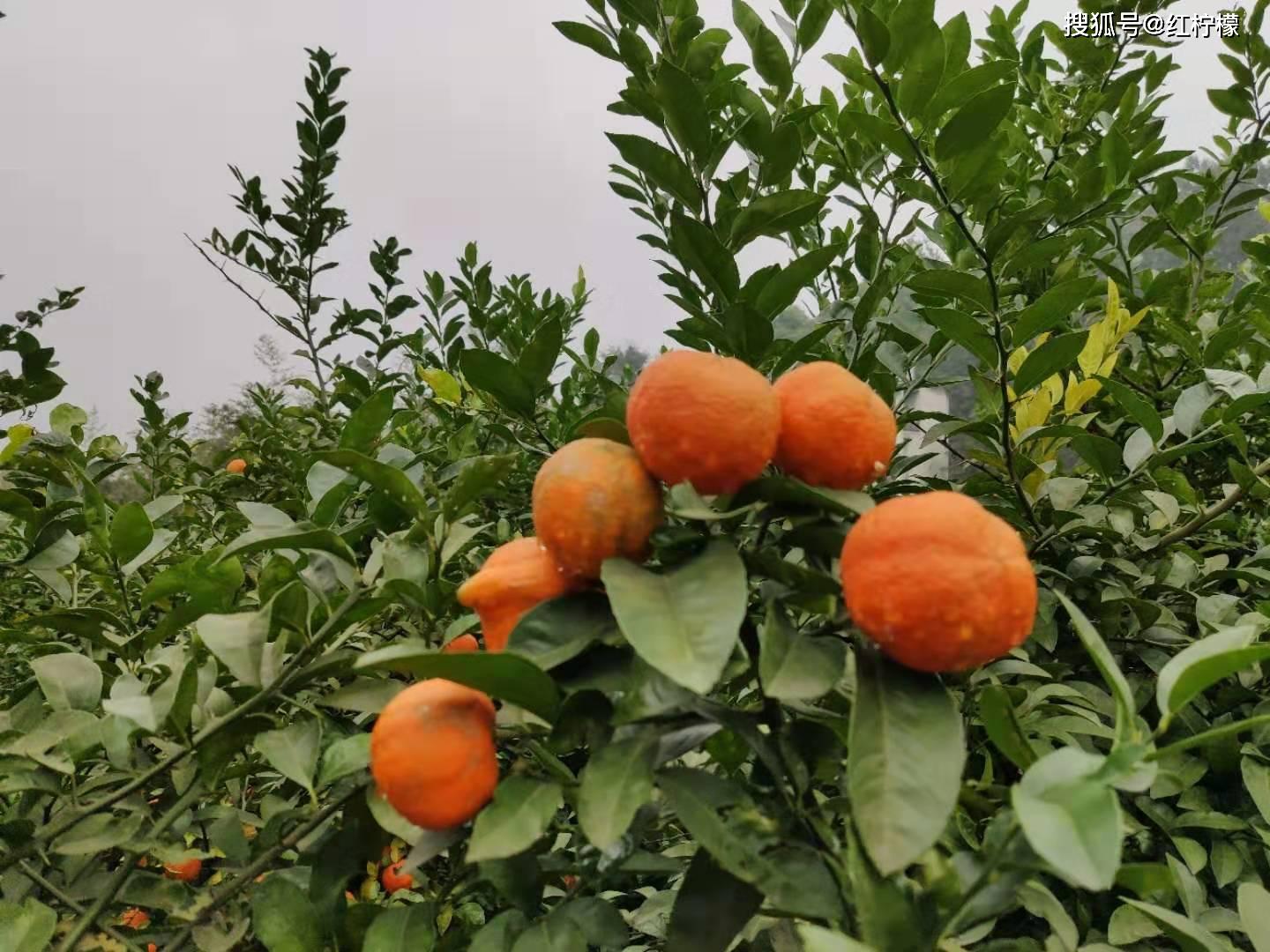 又到红柠檬上市时今年估计更难买到了