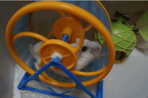 为什么养仓鼠就一定要买跑轮?