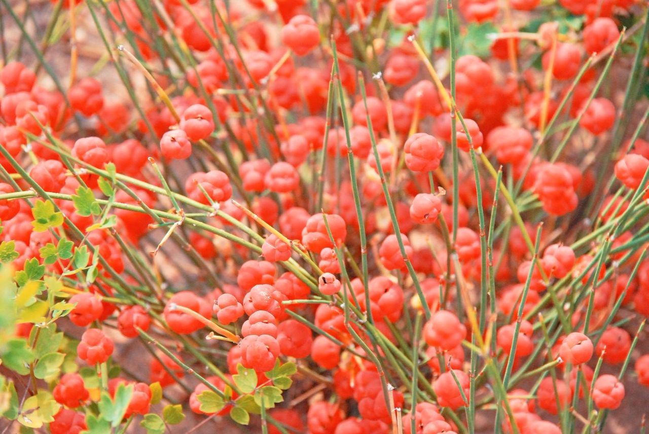 张仲景这个配方2味药,被后人用来治冠心病,药用剂量值得关注