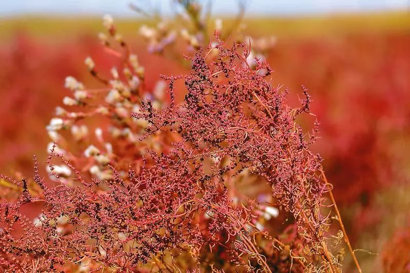 万木霜天红烂漫盐蒿铺成红地毯